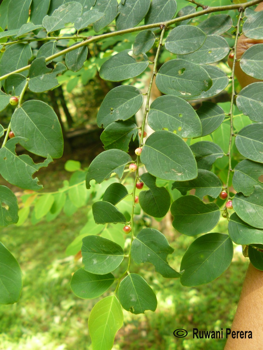 Breynia vitis-idaea (Burm.f.) C.E.C.Fisch.